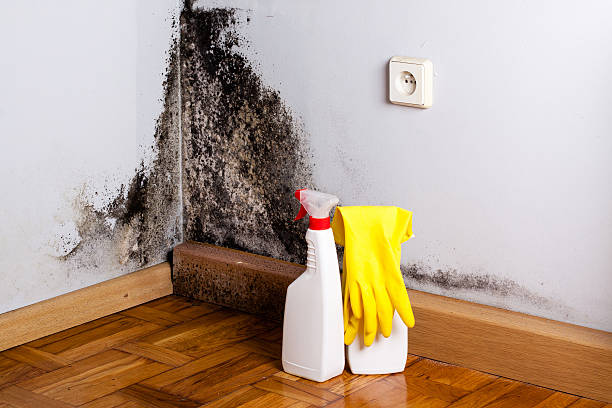 Best Bathroom Mold Remediation in Shelby, MT